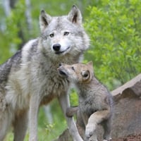 Gray wolf and cub