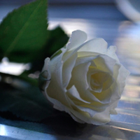 White rose