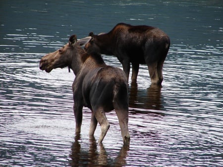 the moose - north, nature, moose, art, animals, water, deer