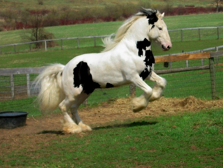 Patches - field, shire horse, patches, horse