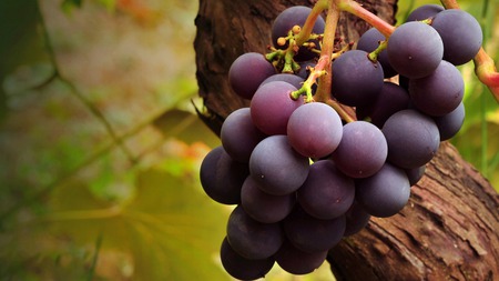 Tasty grapes - uzum, rrush, tasty, grapes, grozdje