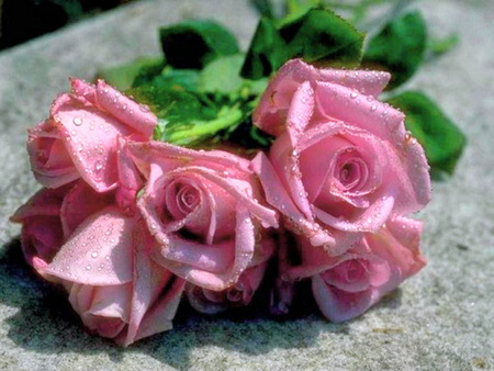 Dew drops and roses - dew drops, roses, pink, green leaves, flowers