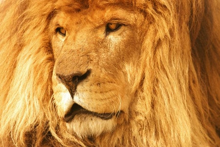 The King - male, animal, lion, the king, big cat