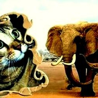 Elephants and cat