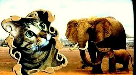 Elephants and cat - elephant, cat, elephants, african bush