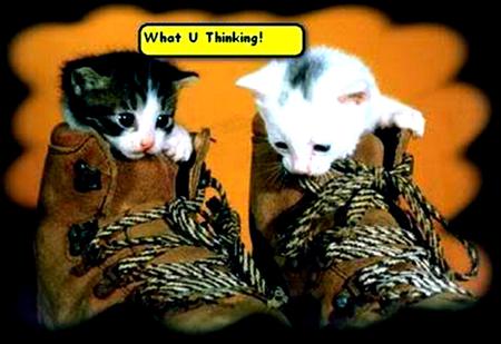 cat's in shoes - cats, kits in shoes, funny, thinking cat, cats in shoes