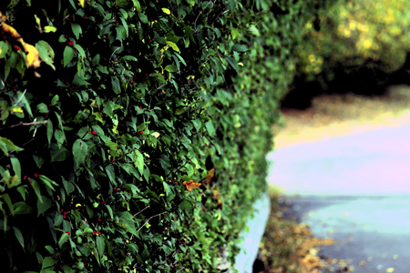 Leaf Wall - nature, green, bright, road, nice, leaf, day, wall