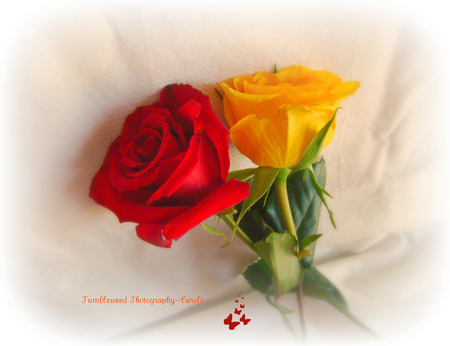 red and yellow - red, roses, beautiful, flowers, yellow, still life