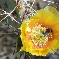 Cactus Flower