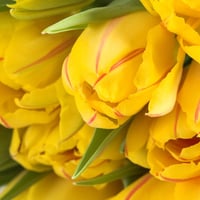 Yellow tulips