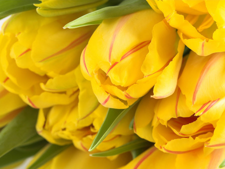 Yellow tulips - tulios, beauty, close up, yellow, yellow tulips, tulips, flowers, flower