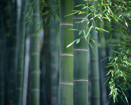 Green Bamboo - nature, summer, green, bamboo, leaves