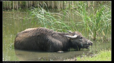 Idle Buffalo - water, buffalo, bath, bamboo, horns, black, idle, green, lake