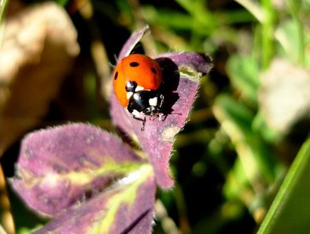 ladybug - flowers, grean, day, ladybug