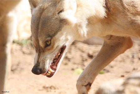 snarling wolf - snarling wolf, animal, ficht, wild