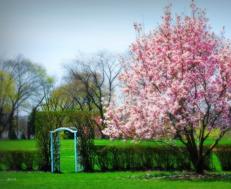 The Arbor - flowers, arbor, beautiful, cherry, tree, park