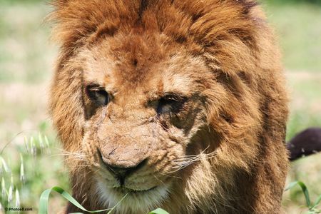 old lion face - face, lion, tired, jungle, king, old