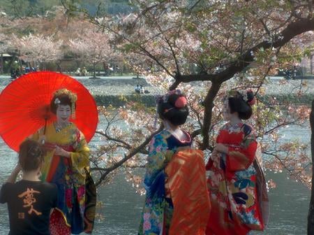 sakura - geisha, japan, sakura, spring