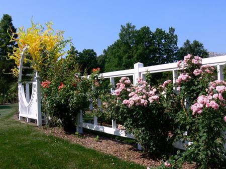 garden fence - nature, fence, roses, pink, flowers, garden