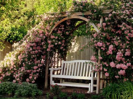 bench and roses