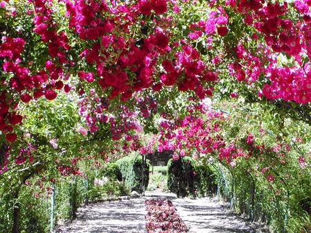 summer rose garden - arch, rose, summer, garden