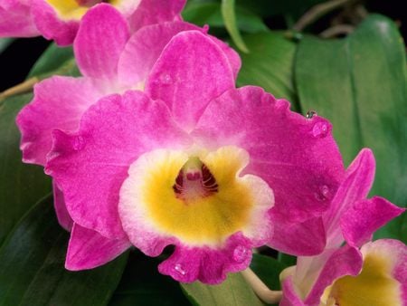 Orchid - orchid, flower, purple, nature