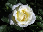 White rose