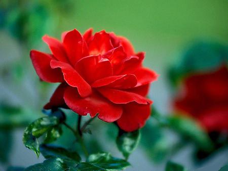 rose-red - nature, roses, red, beautiful, flowers, rose, flower