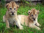 Lions cub