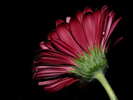 ruby-red - flowers, ruby, nature, beautiful, red, flower