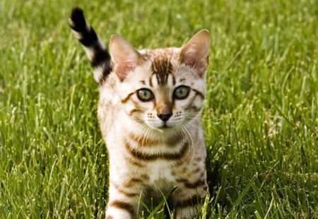 Kitten - grass, animals, kittens, cats