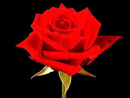 red-rose - nature, roses, red, beautiful, flowers, rose, flower