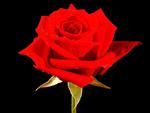 red-rose