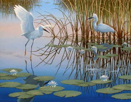 water dance - lake, reflection, grass, birds, lillypad