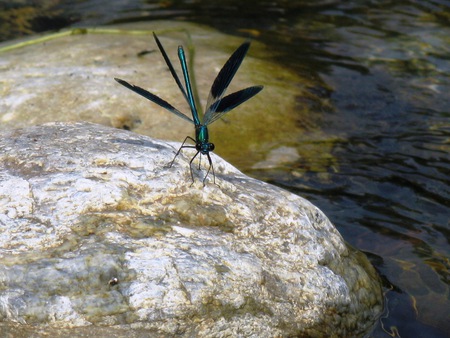 Dragonfly - insect, nature, dragonfly, blue