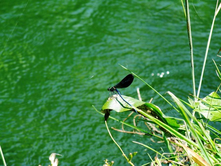 Dragonfly01 - insect, water, nature, blue