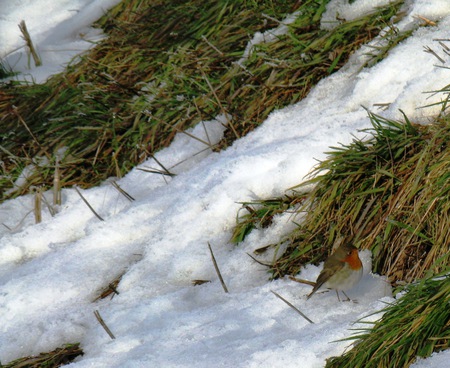 Robin - winter, nature, snow, birds