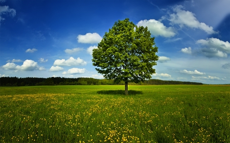 Tree - sky, tree, field, clouds