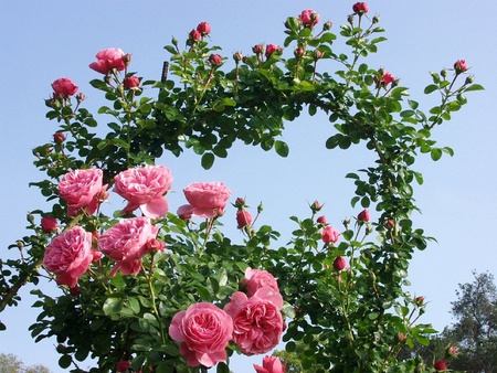 roses for WaterbugX2 - nature, roses, pink, blue sky, garden