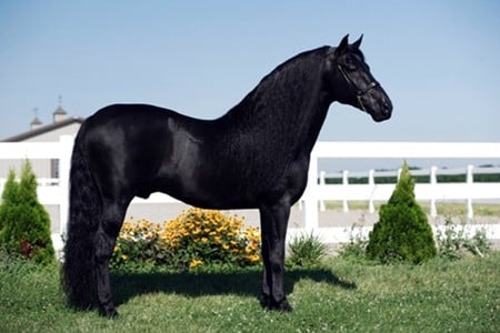 The Black Blaze - black, spanish, horses, iberian, andalusian