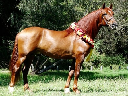 Blessed - horses, andalusian, chestnut, spanish