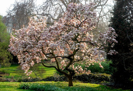 in bloom - bloom, pink, beautiful, tree, magnolia