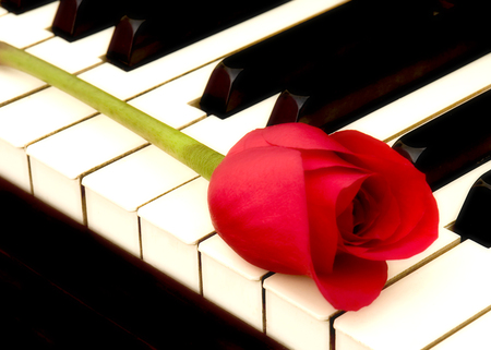 piano & rose - piano, beautiful, claviature, red, still life, rose