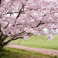 cherry tree