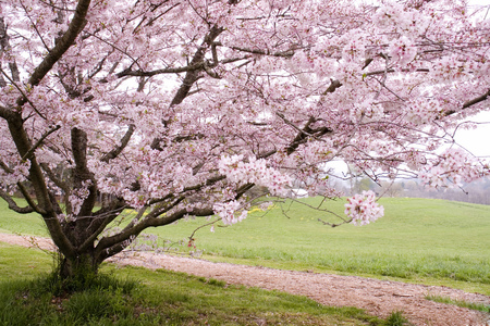 cherry tree - tree, cherry, flowers, beautiful