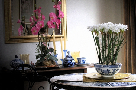 Spring in my home - orchids, beautiful, flowers, spring, still life, daffodils, nature