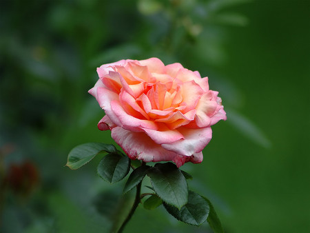 one single rose showing my friendship - gorgeous, pink, beautiful, stem, leaf, rose, flower