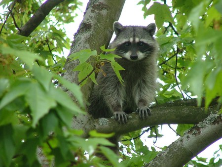 Raccoon on tree - tree, forest, raccoon, animal