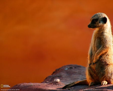 Meerkat - namibia, mammal, meerkat, africa