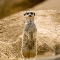 Sweet meerkat